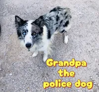 TEX, a male Border Collie for sale in Burleson, TX – 7 of 10