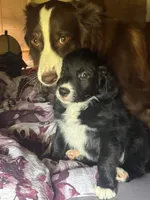 “CHONK”, a male Border Collie for sale in Burleson, TX – 3 of 9
