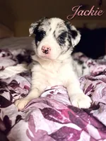 Jackie, a female Border Collie for sale in Burleson, TX – 1 of 10