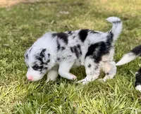 Jackie, a female Border Collie for sale in Burleson, TX – 5 of 10