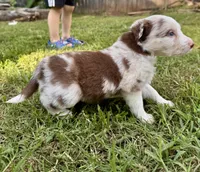 Mia, a female Border Collie for sale in Burleson, TX – 4 of 10