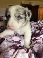 Tex (Heterochromia) , a male Border Collie for sale in Burleson, TX – 5 of 10