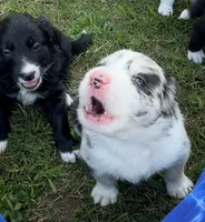 Honey Bunny, a female Border Collie for sale in Burleson, TX – 4 of 10