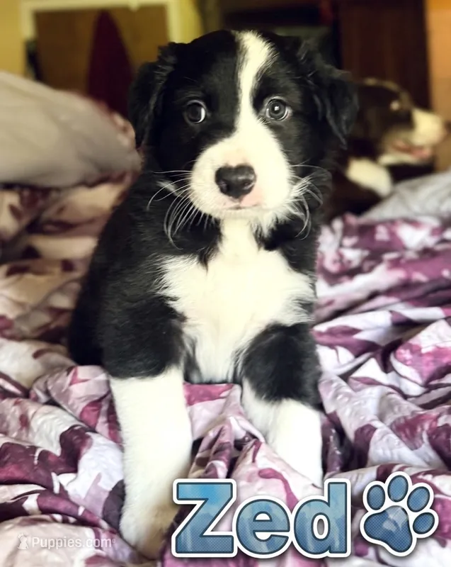 Zed  – Border Collie puppy for sale in Burleson, TX