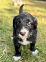 Marvin Aka “CHONK”, a male Border Collie for sale in Burleson, TX – 3 of 10