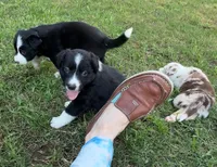 Mr. Blue , a male Border Collie for sale in Burleson, TX – 2 of 9