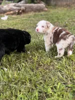 Mia, a female Border Collie for sale in Burleson, TX – 5 of 10