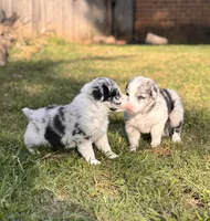 JACKIE, a female Border Collie for sale in Burleson, TX – 2 of 10