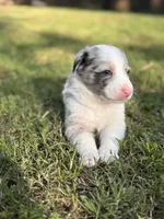 TEX, a male Border Collie for sale in Burleson, TX – 5 of 10