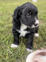 Marvin Aka “CHONK”, a male Border Collie for sale in Burleson, TX – 4 of 10