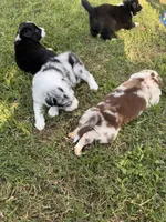 Mia, a female Border Collie for sale in Burleson, TX – 3 of 10