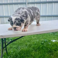 Cookie, a female English Bulldog for sale in Hollandale, MS – Photo 2 of 2