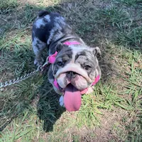 Cookie, a female English Bulldog for sale in Hollandale, MS – Photo 1 of 2