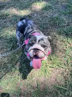 Cookie, a female English Bulldog for sale in Hollandale, MS – Photo 1 of 2