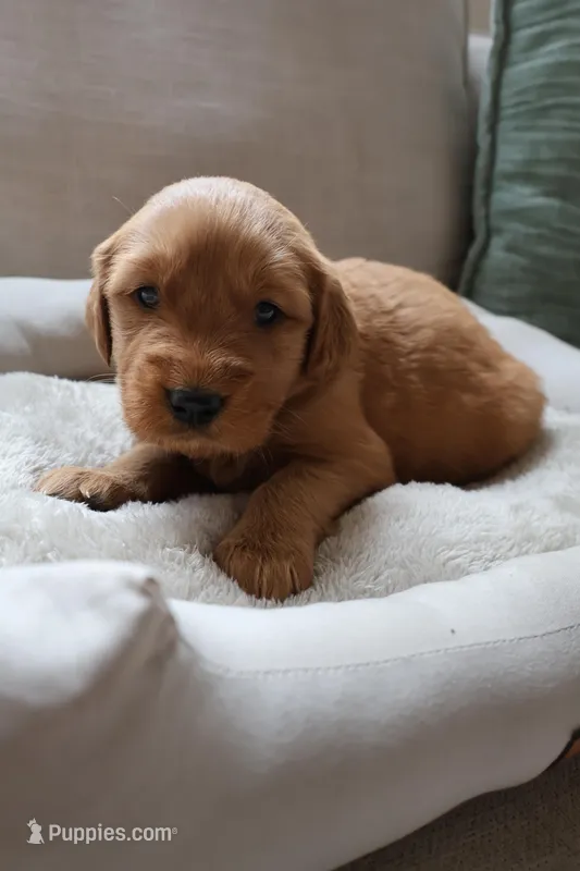 Sissy, a female Golden Retriever for sale in Greenville, SC – Photo 1 of 1