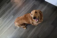 Honey Bee , a female Golden Retriever for sale in Greenville, SC – Photo 2 of 2