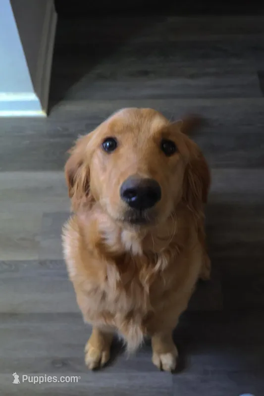 Honey Bee  – Golden Retriever puppy for sale in Greenville, SC