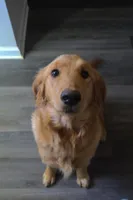 Honey Bee , a female Golden Retriever for sale in Greenville, SC – Photo 1 of 2