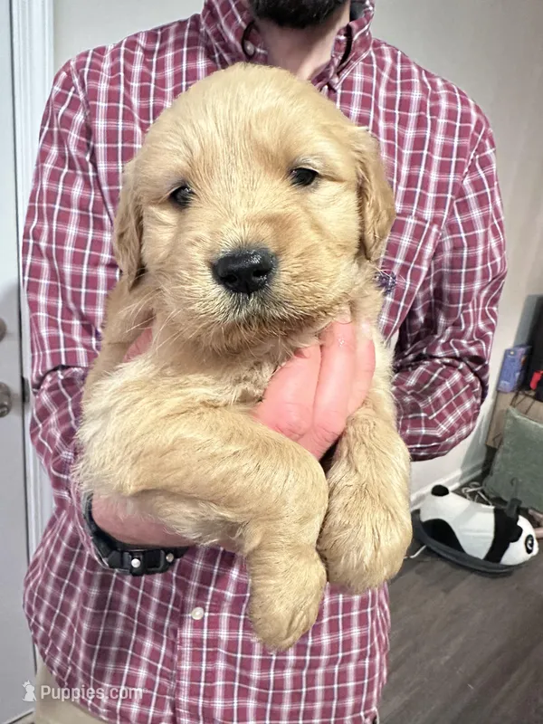 Jenny, a female Golden Retriever for sale in Greenville, SC – Photo 1 of 1