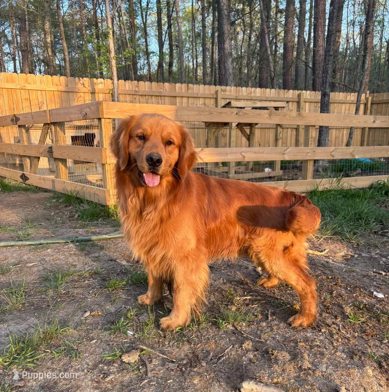 Boone  – Golden Retriever puppy for sale in Greenville, SC