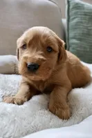 Ruby, a female Golden Retriever for sale in Greenville, SC – Photo 3 of 3