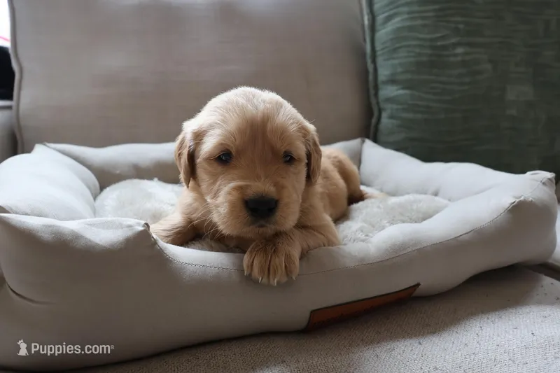 Aurora, a female Golden Retriever for sale in Greenville, SC – Photo 1 of 3
