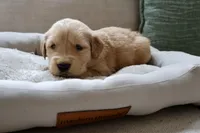 Aurora, a female Golden Retriever for sale in Greenville, SC – Photo 2 of 3