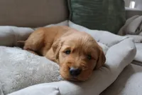 Ariel, a female Golden Retriever for sale in Greenville, SC – Photo 2 of 3