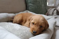 Ariel, a female Golden Retriever for sale in Greenville, SC – Photo 3 of 3