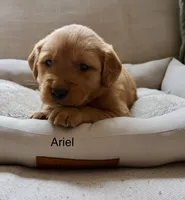 Ariel, a female Golden Retriever for sale in Greenville, SC – Photo 1 of 3