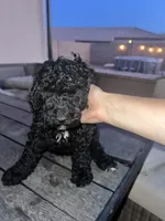 Midnight, a female Goldendoodle and Bernedoodle for sale in Surprise, AZ – 6 of 7