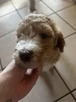 Swirl, a female Goldendoodle and Bernedoodle for sale in Surprise, AZ – Photo 5 of 9