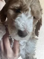 Swirl, a female Goldendoodle and Bernedoodle for sale in Surprise, AZ – Photo 7 of 9