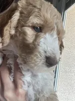 Swirl, a female Goldendoodle and Bernedoodle for sale in Surprise, AZ – Photo 6 of 9
