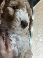 Swirl, a female Goldendoodle and Bernedoodle for sale in Surprise, AZ – Photo 8 of 9