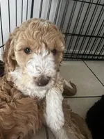 Swirl, a female Goldendoodle and Bernedoodle for sale in Surprise, AZ – Photo 4 of 9