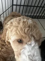 Swirl, a female Goldendoodle and Bernedoodle for sale in Surprise, AZ – Photo 3 of 9