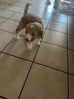 Swirl, a female Goldendoodle and Bernedoodle for sale in Surprise, AZ – Photo 9 of 9