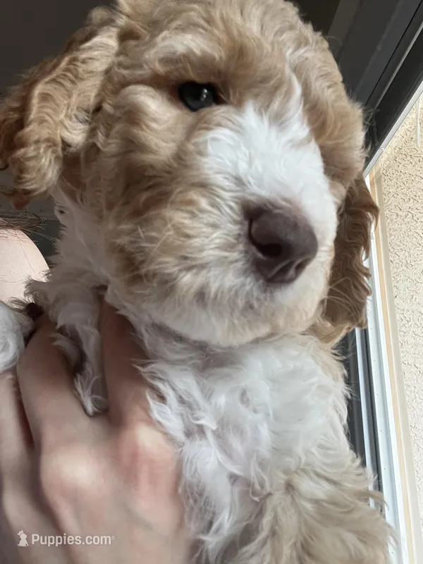 Swirl – Goldendoodle, Bernedoodle puppy for sale in Surprise, AZ