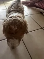 Swirl, a female Goldendoodle and Bernedoodle for sale in Surprise, AZ – Photo 2 of 9