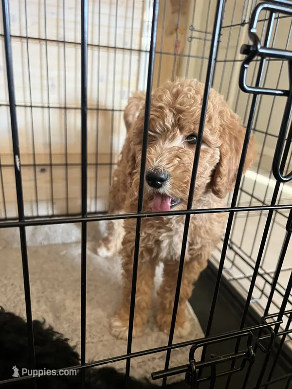 Butterscotch – Goldendoodle, Bernedoodle puppy for sale in Surprise, AZ