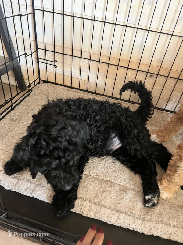 Midnight – Goldendoodle, Bernedoodle puppy for sale in Surprise, AZ