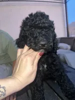 Midnight, a female Goldendoodle and Bernedoodle for sale in Surprise, AZ – 3 of 7