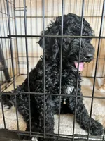 Midnight, a female Goldendoodle and Bernedoodle for sale in Surprise, AZ – 2 of 7
