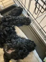 Midnight, a female Goldendoodle and Bernedoodle for sale in Surprise, AZ – 4 of 7