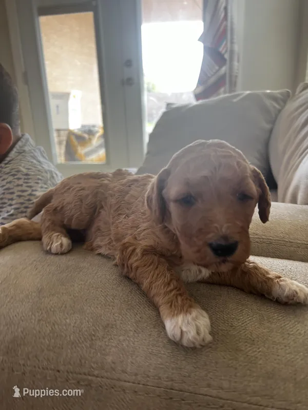 Butterscotch – Goldendoodle, Bernedoodle puppy for sale in Surprise, AZ
