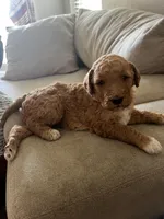 Butterscotch, a female Goldendoodle and Bernedoodle for sale in Surprise, AZ – Photo 6 of 6