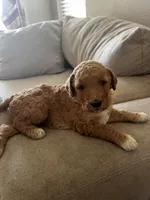 Butterscotch, a female Goldendoodle and Bernedoodle for sale in Surprise, AZ – Photo 3 of 6