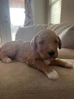 Butterscotch, a female Goldendoodle and Bernedoodle for sale in Surprise, AZ – Photo 2 of 6