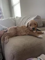 Butterscotch, a female Goldendoodle and Bernedoodle for sale in Surprise, AZ – Photo 4 of 6